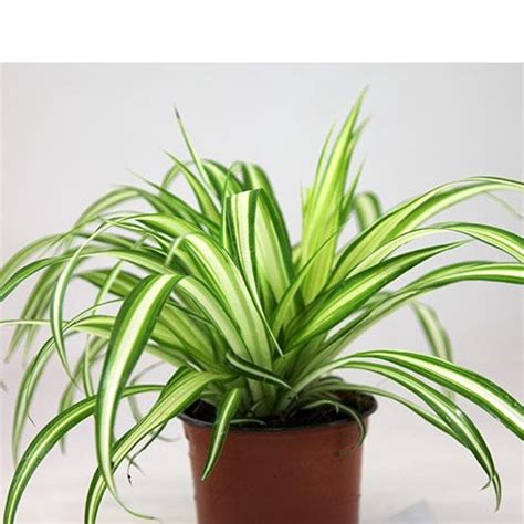 垂墜植物|吊蘭 Chlorophytum comosum｜家居植